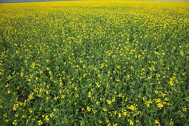 2022永劫无间世界冠军赛决赛，12月15日开打！